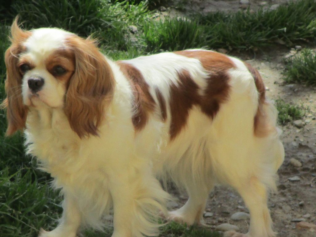 des rives d'Alaric - Cavalier King Charles Spaniel - Portée née le 20/06/2019