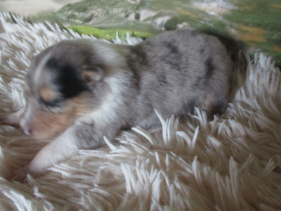 Chiot N°1