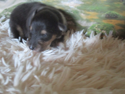 Chiot N°2