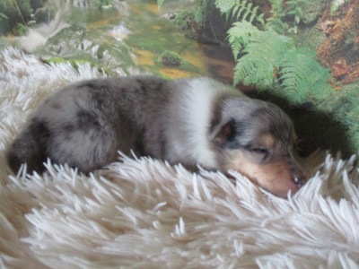 Chiot N°5