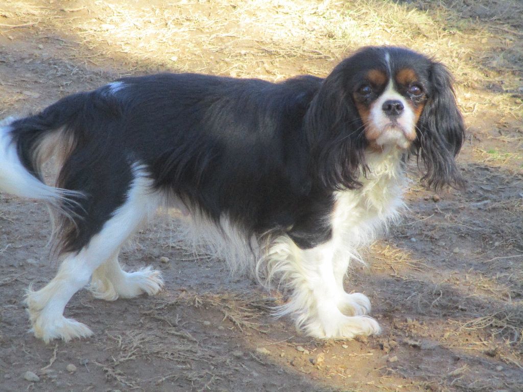 des rives d'Alaric - Cavalier King Charles Spaniel - Portée née le 16/07/2019