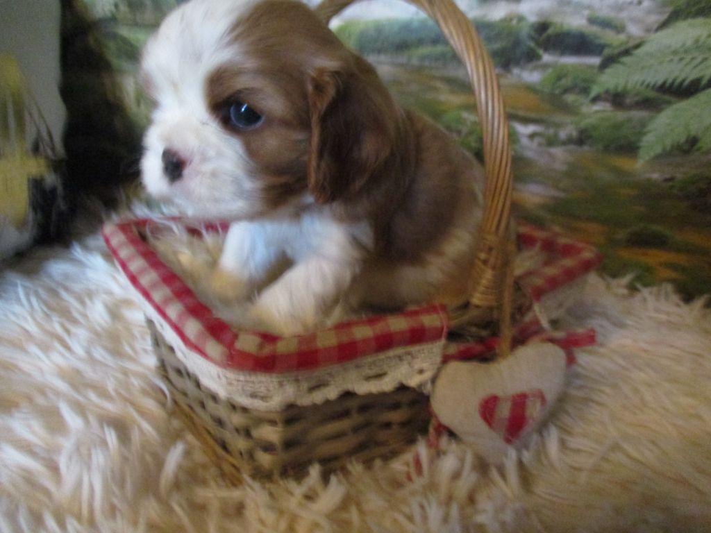 des rives d'Alaric - Cavalier King Charles Spaniel - Portée née le 18/09/2020