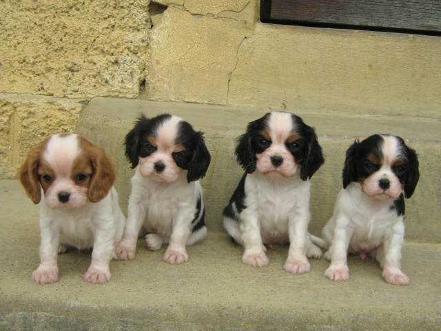 des rives d'Alaric - Cavalier King Charles Spaniel - Portée née le 28/08/2008