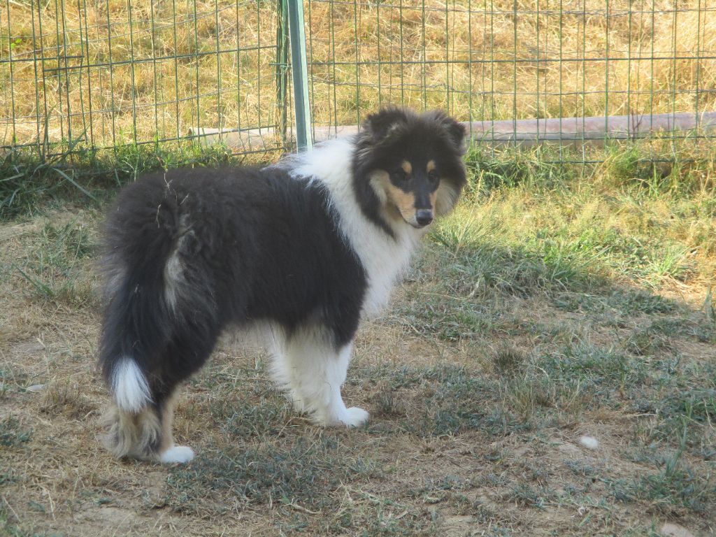 des rives d'Alaric - Chiots disponibles - Colley à poil long