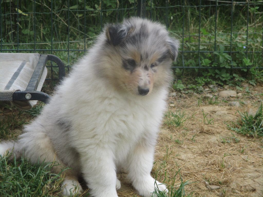 des rives d'Alaric - Chiots disponibles - Colley à poil long