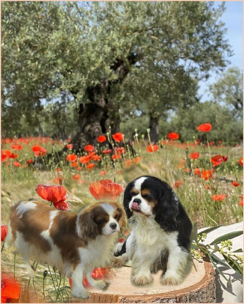 des rives d'Alaric - Cavalier King Charles Spaniel - Portée née le 22/04/2022
